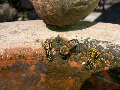 Blindentext Biene und Wespen an der Tränke