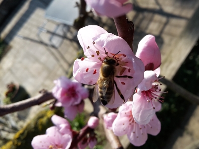 Blindentext Biene an Pfirsichblüte