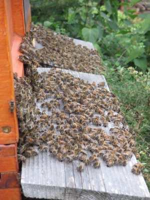 Blindentext Bienen