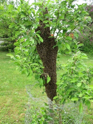Blindentext Bienenschwarm