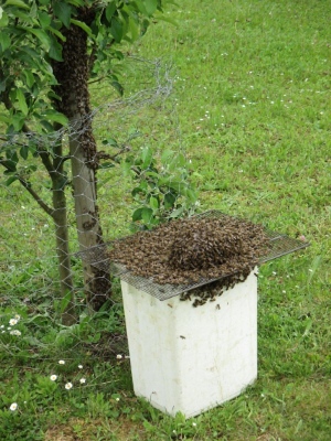 Blindentext Bienenschwarm
