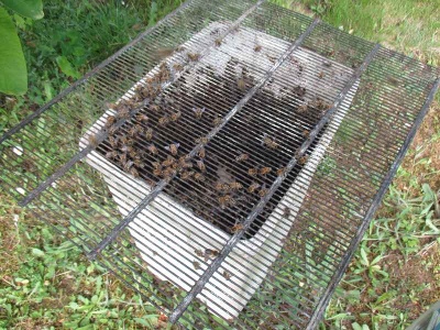 Blindentext Bienenschwarm