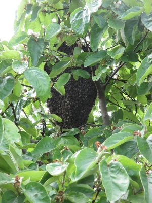 Blindentext Bienenschwarm