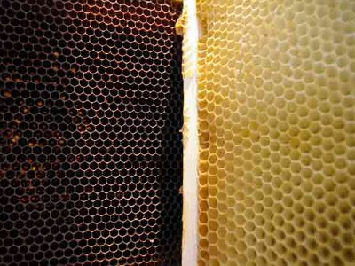 Blindentext Bienenwaben