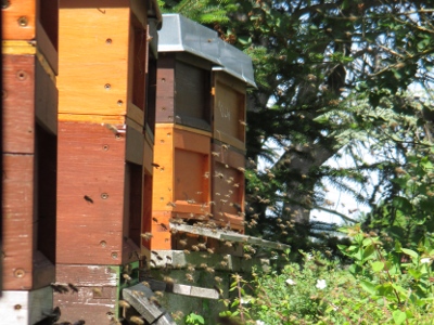 Blindentext Bienenmagazine